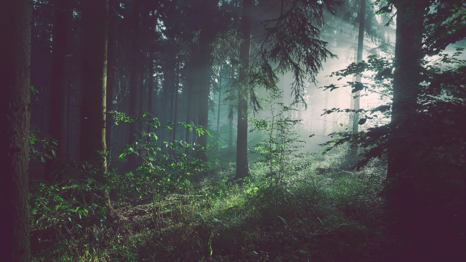 Cabin John lots, Falls Road colonials, and why long trunks hide pollen you never see